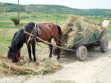 Un şofer băut a intrat cu autoturismul într-o căruţă, la Oltina
